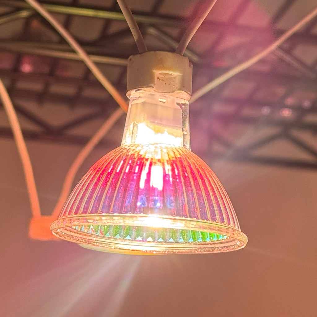 12V 50W Halogen White Light MR16 Lamp