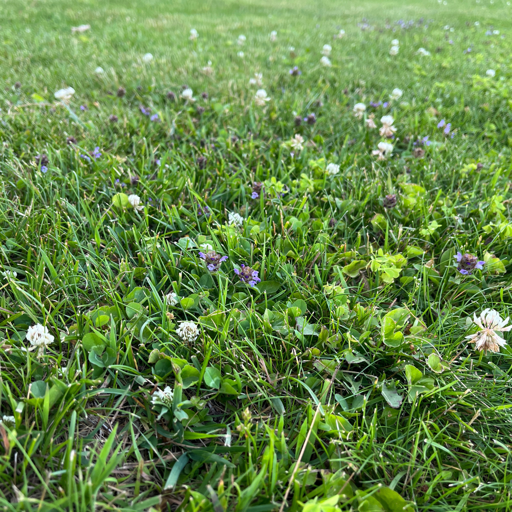 Thick Bee Lawn Seed Kit