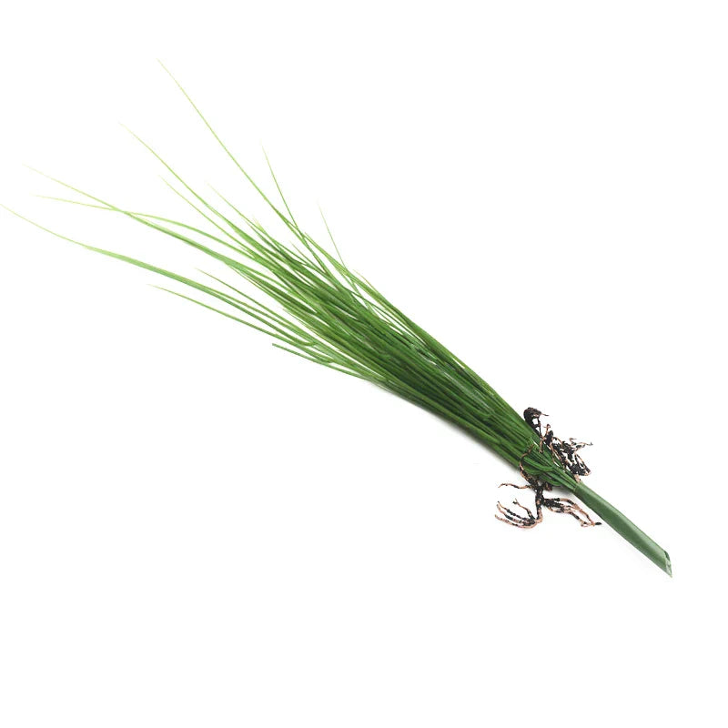 Dlight Decor Onion Grass Bunch for Natural Green Wall and Home Decor