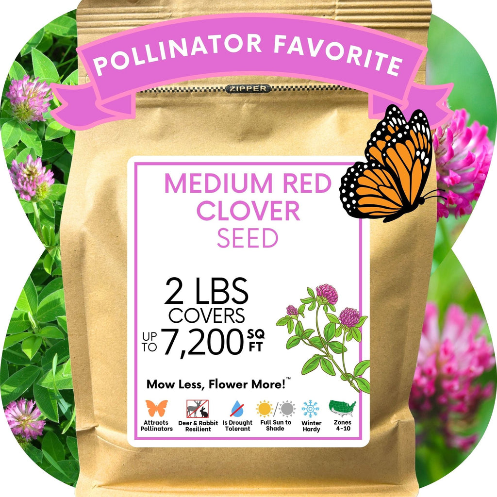 Medium Red Clover Seed