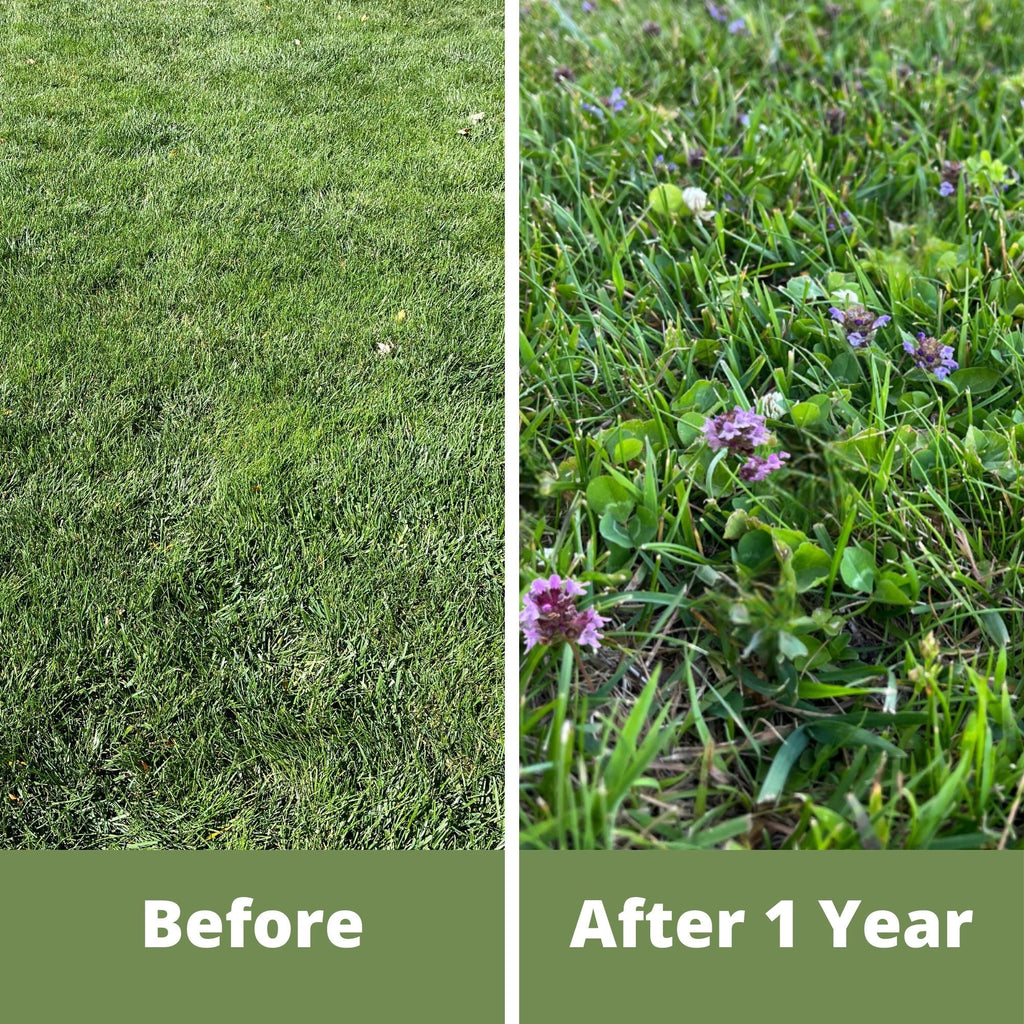 Micro Bee Lawn Seed Mixture - Easy Spread Shaker