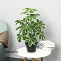 Dlight Decor 65 to 75cm Tropical Monstera Plant with Turtle Leaves
