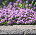 Creeping Thyme – 250 Seeds