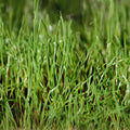 Winter Rye Seed 25 LBS - Cover Crop for Food Plots, Deer & Wildlife, Garden - Secale cereale