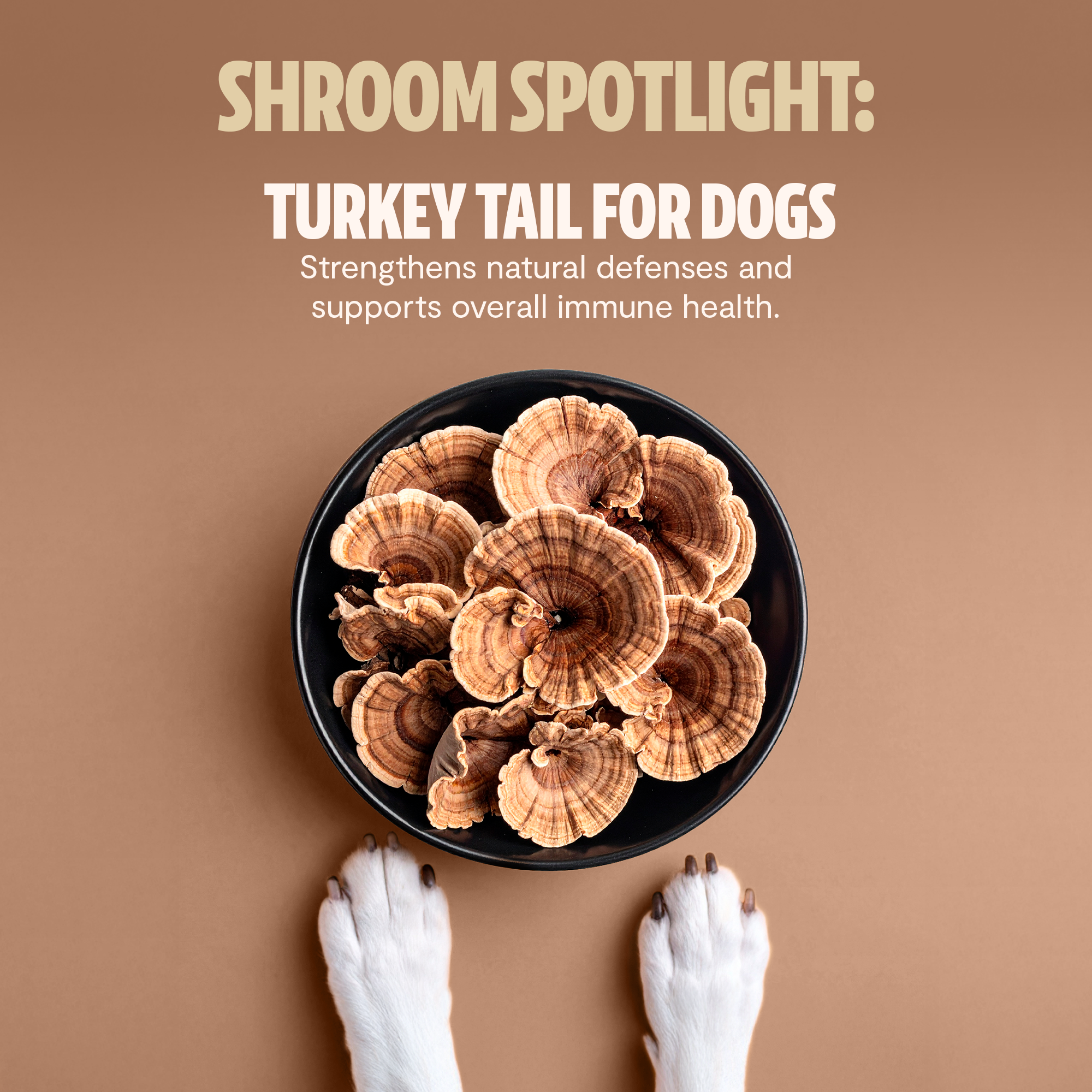 Shroomies® - Mushrooms For Dogs