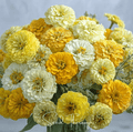 Lemon Meringue Zinnia – 100 Seeds